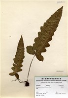 藏品(假腸蕨)的圖片